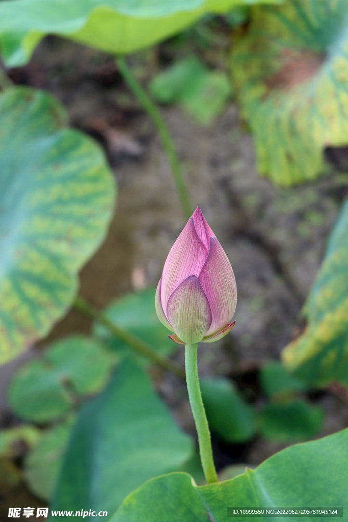 荷花花苞