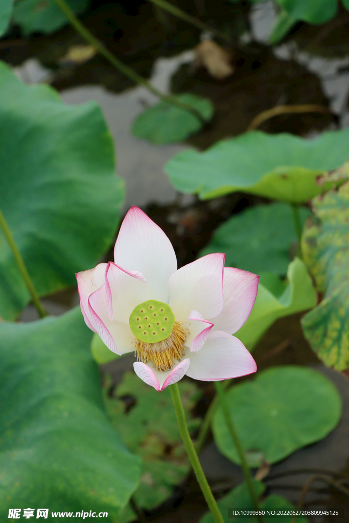 荷花