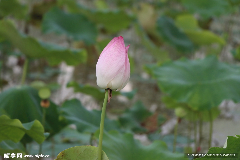 荷花花苞