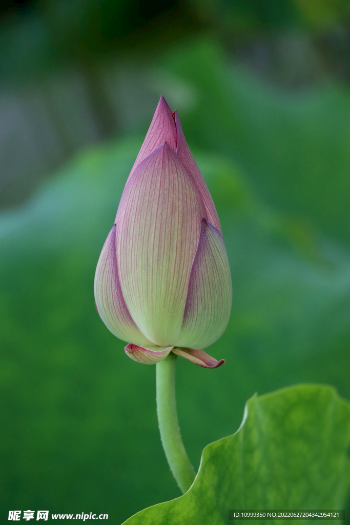 荷花花苞