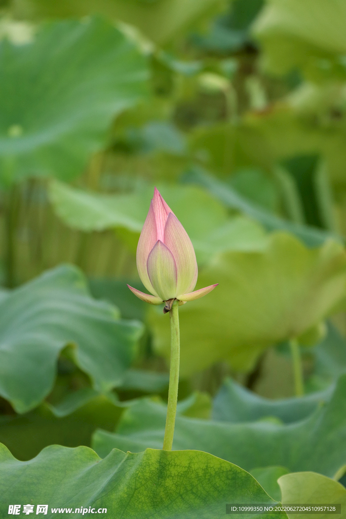 荷花花苞