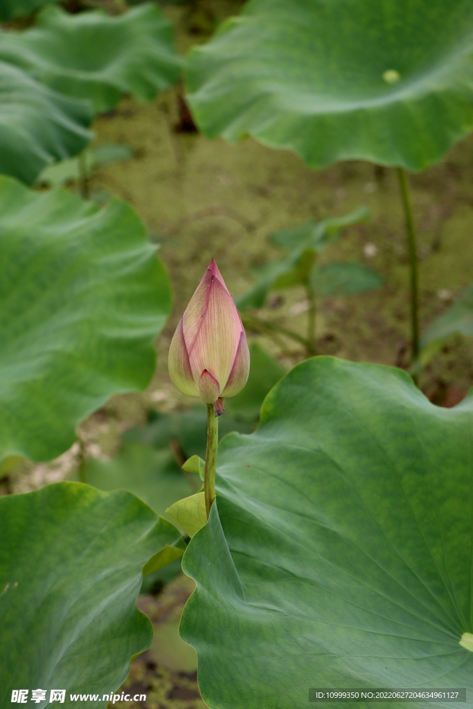 荷花花苞