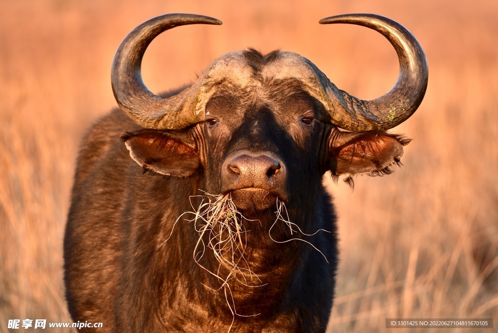 非洲水牛 