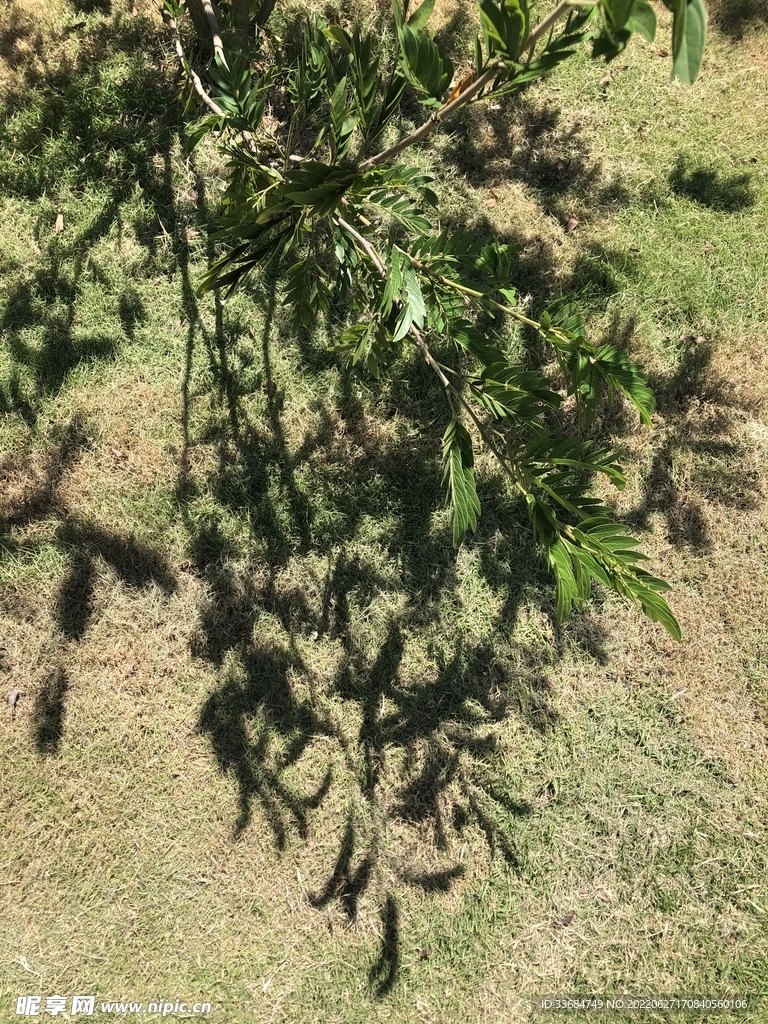 树叶影子图片素材 