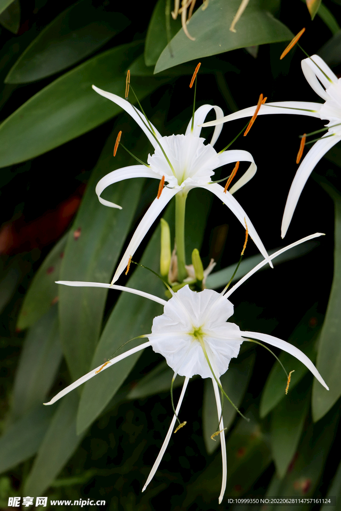 白花水鬼蕉