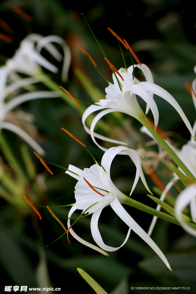 白花水鬼蕉