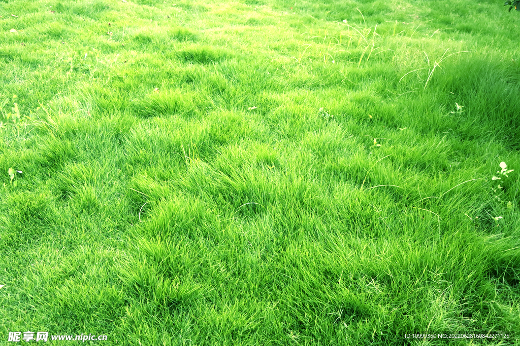 阳光绿草