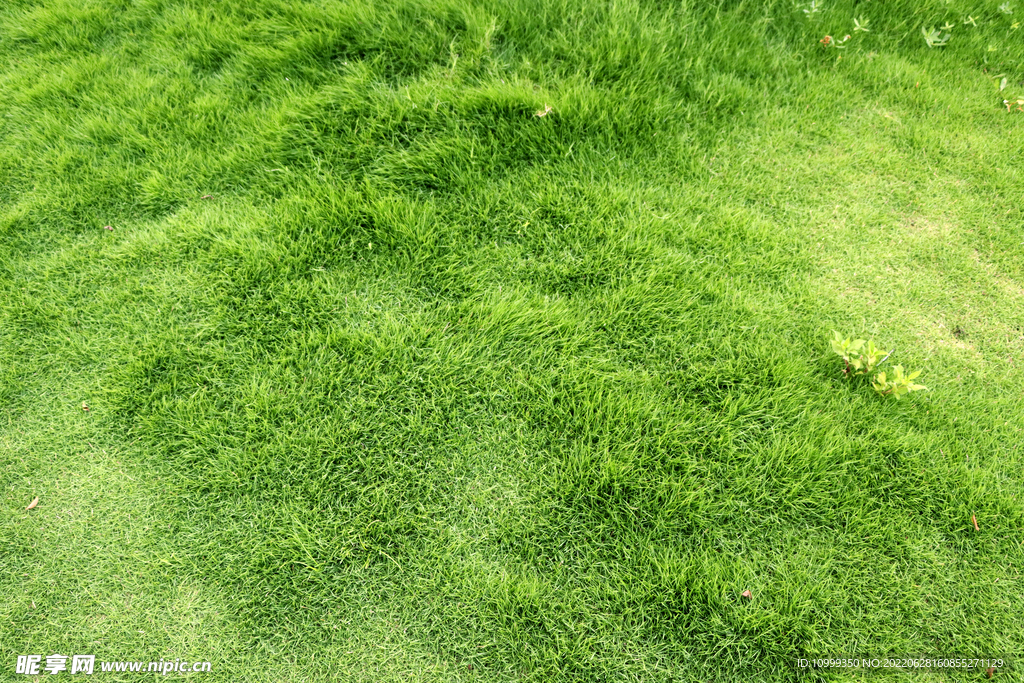 绿草