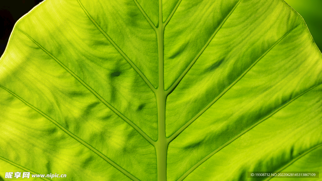绿植树叶