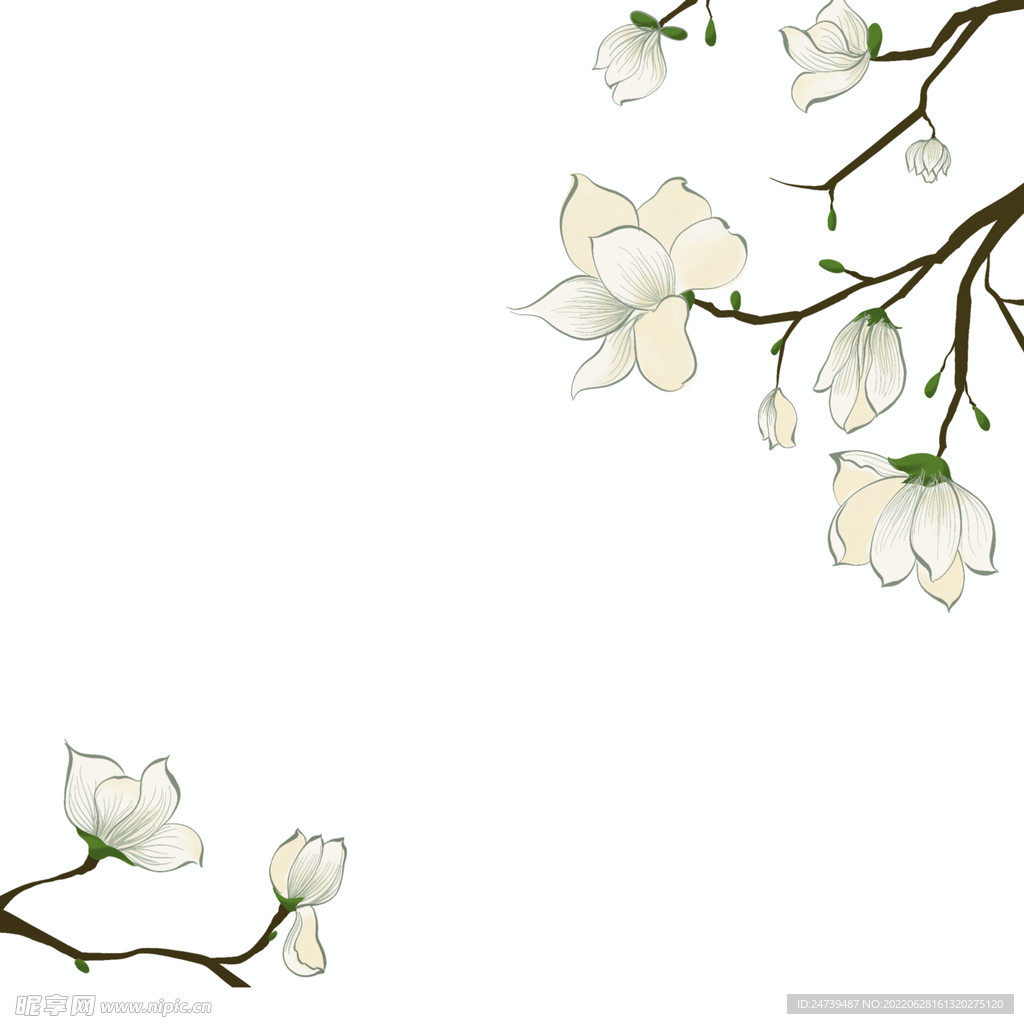 玉兰花
