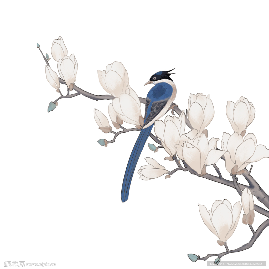 玉兰花小鸟