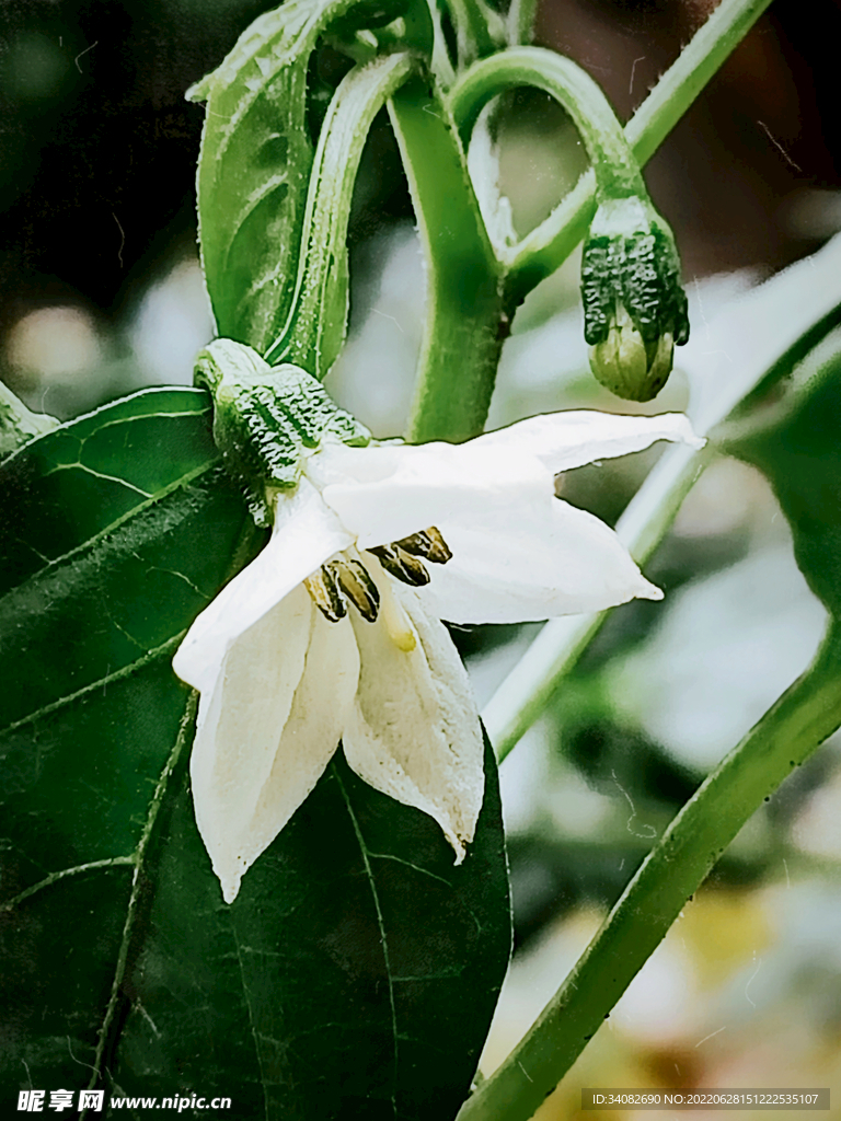 雨后的辣椒花青椒甜椒果实未成熟