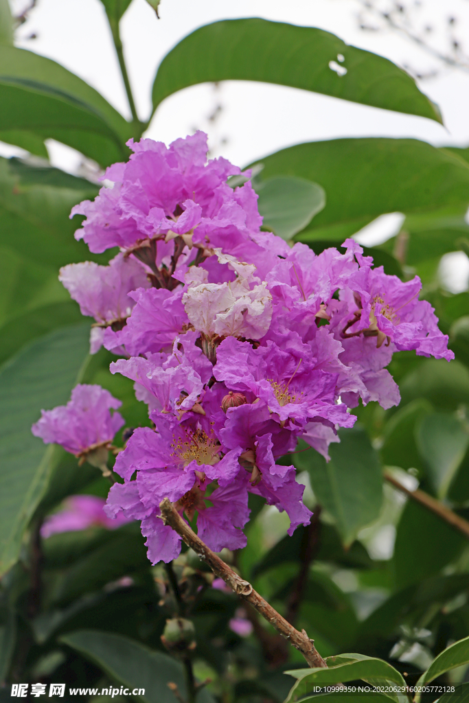 紫薇花