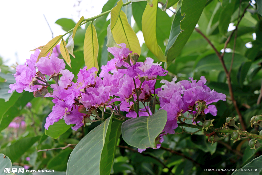 紫薇花