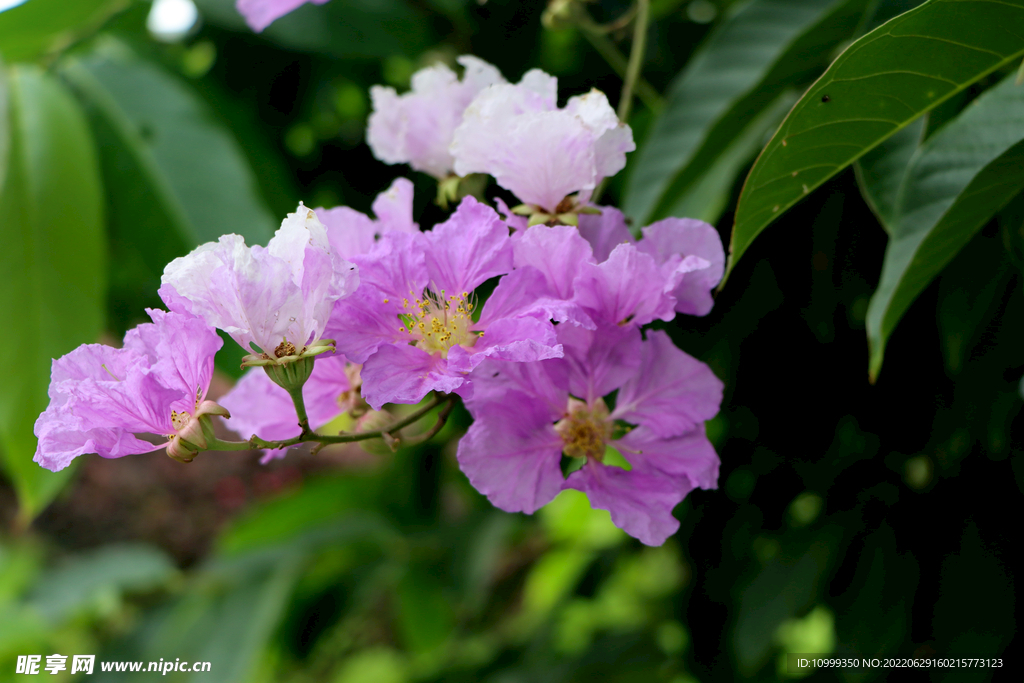 紫薇花