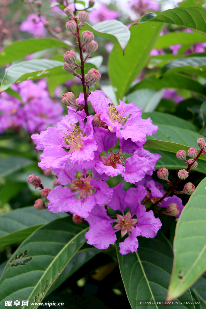 紫薇花
