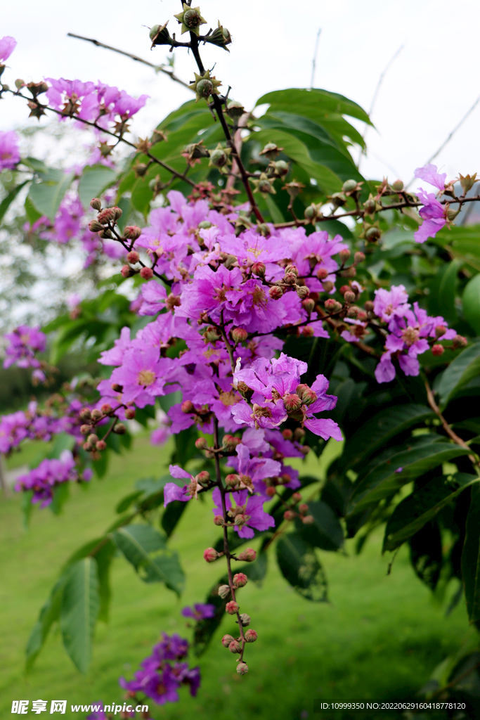 紫薇花