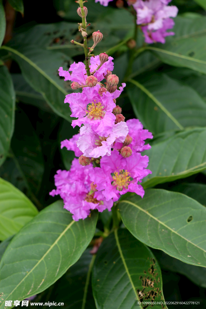 紫薇花