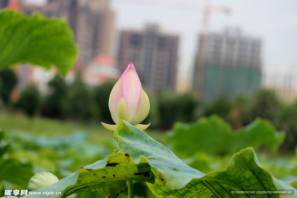 荷花花苞