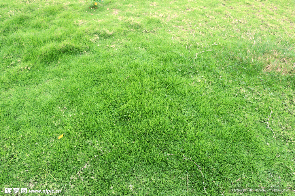 绿草地