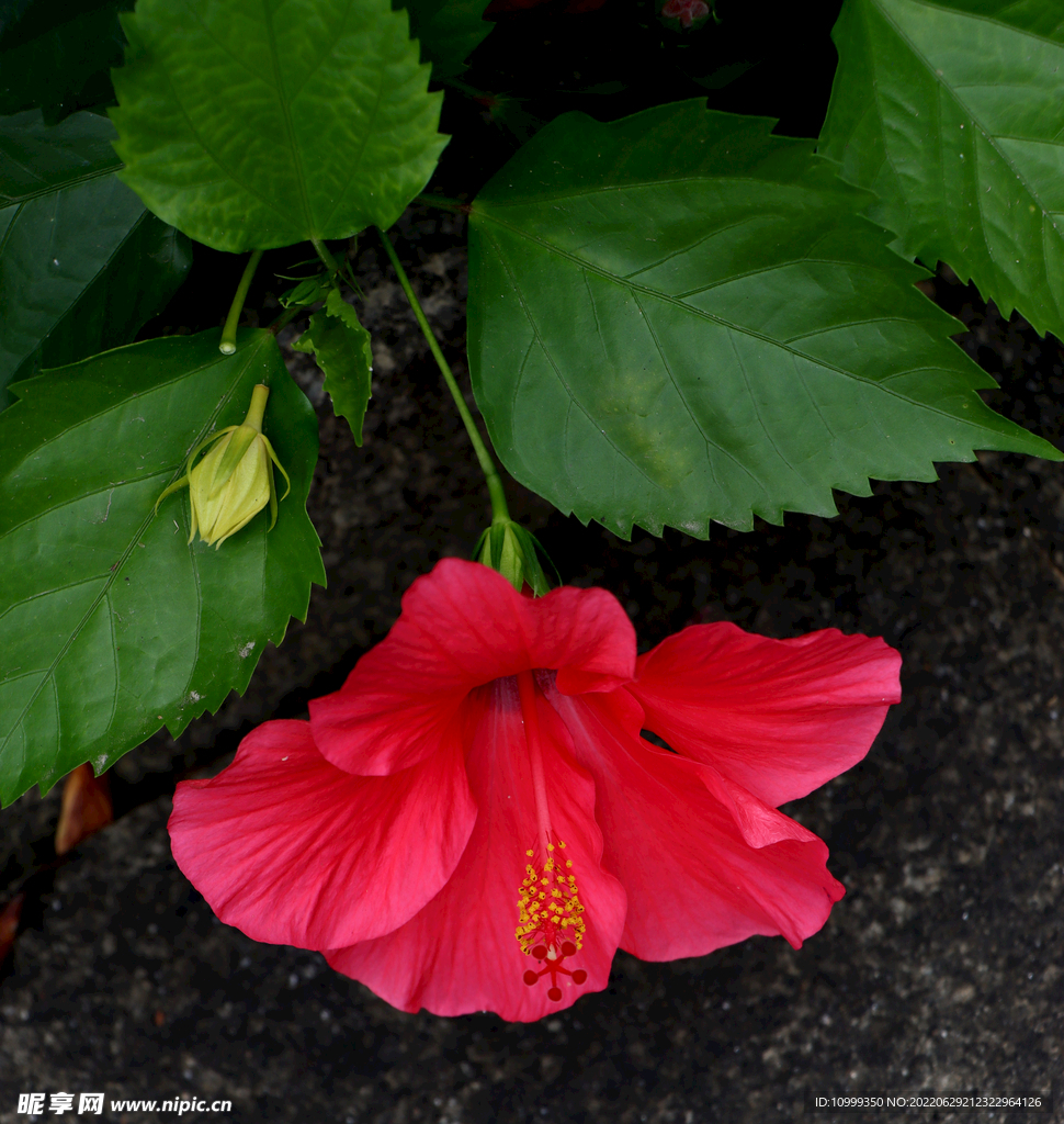 扶桑花