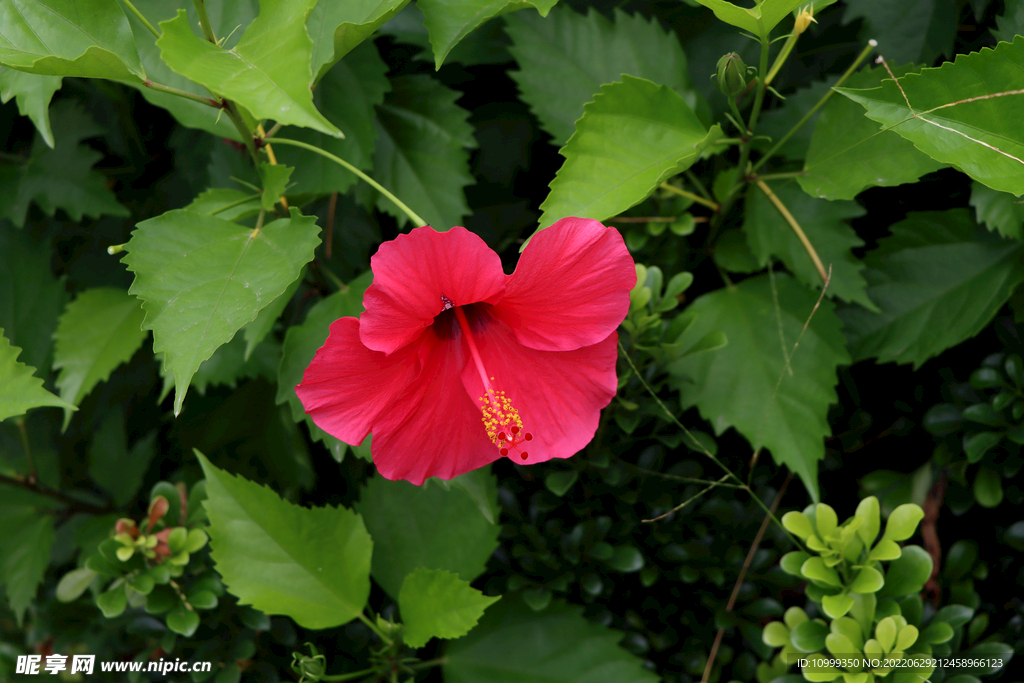 扶桑花