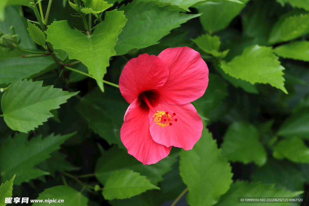 扶桑花