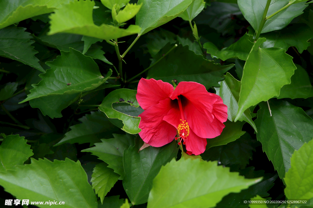 扶桑花