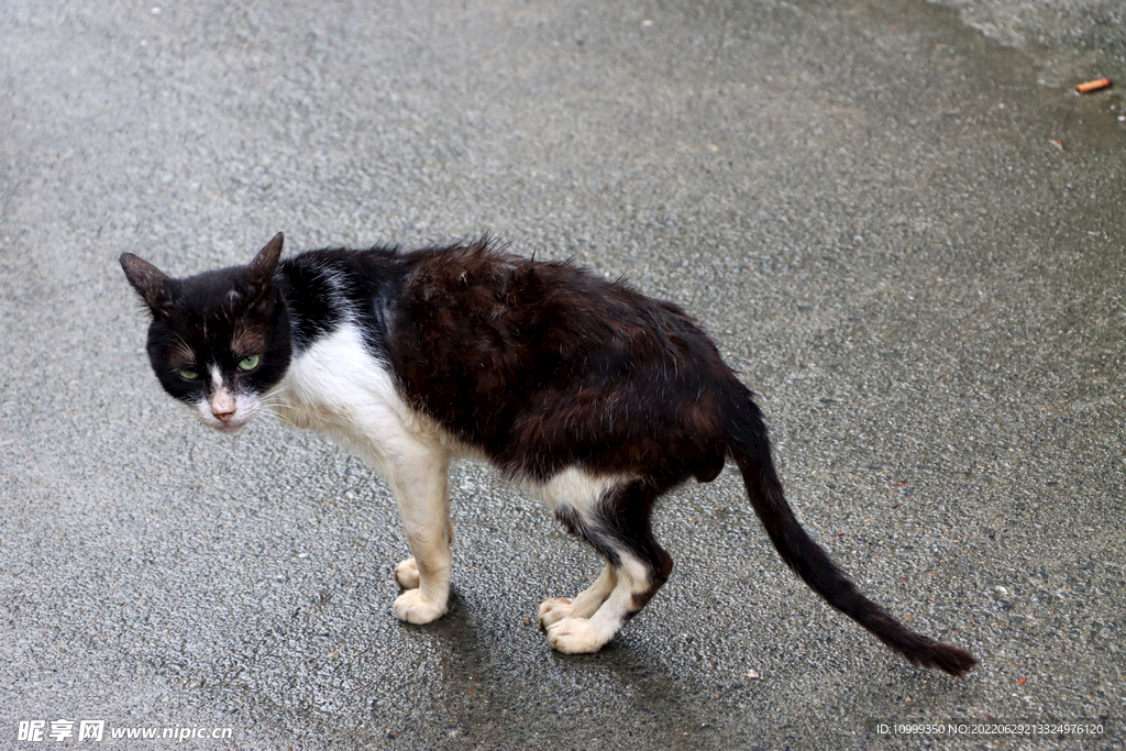 小猫
