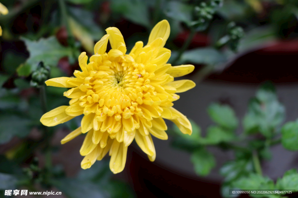 菊花