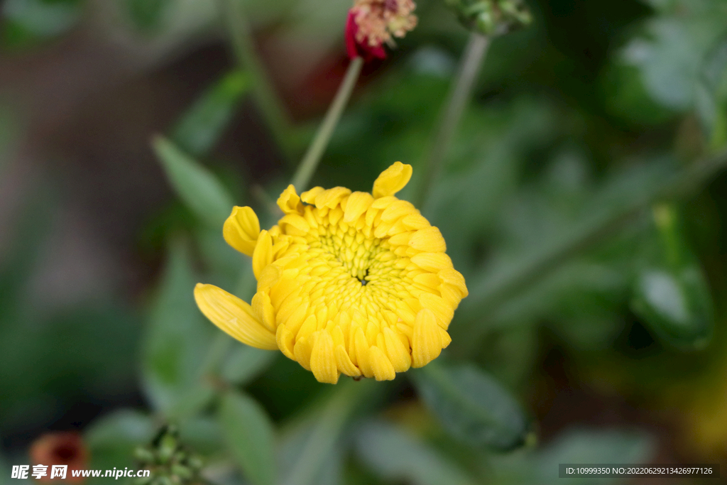 菊花