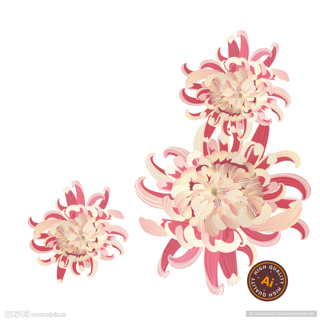 手绘菊花