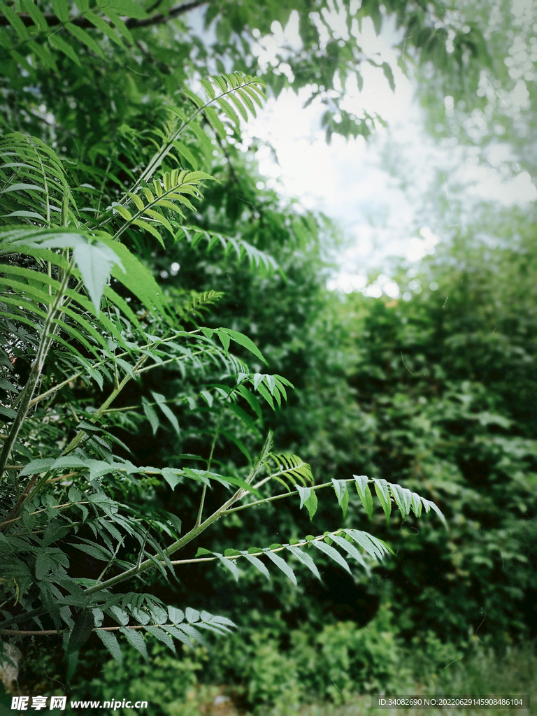 阴沉薄雾的深墨绿色山林森林树林