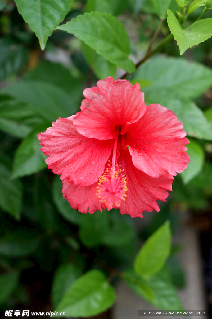 扶桑花