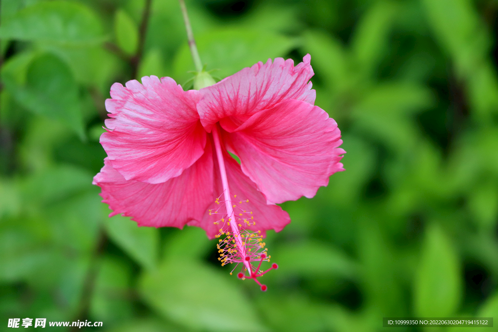 扶桑花