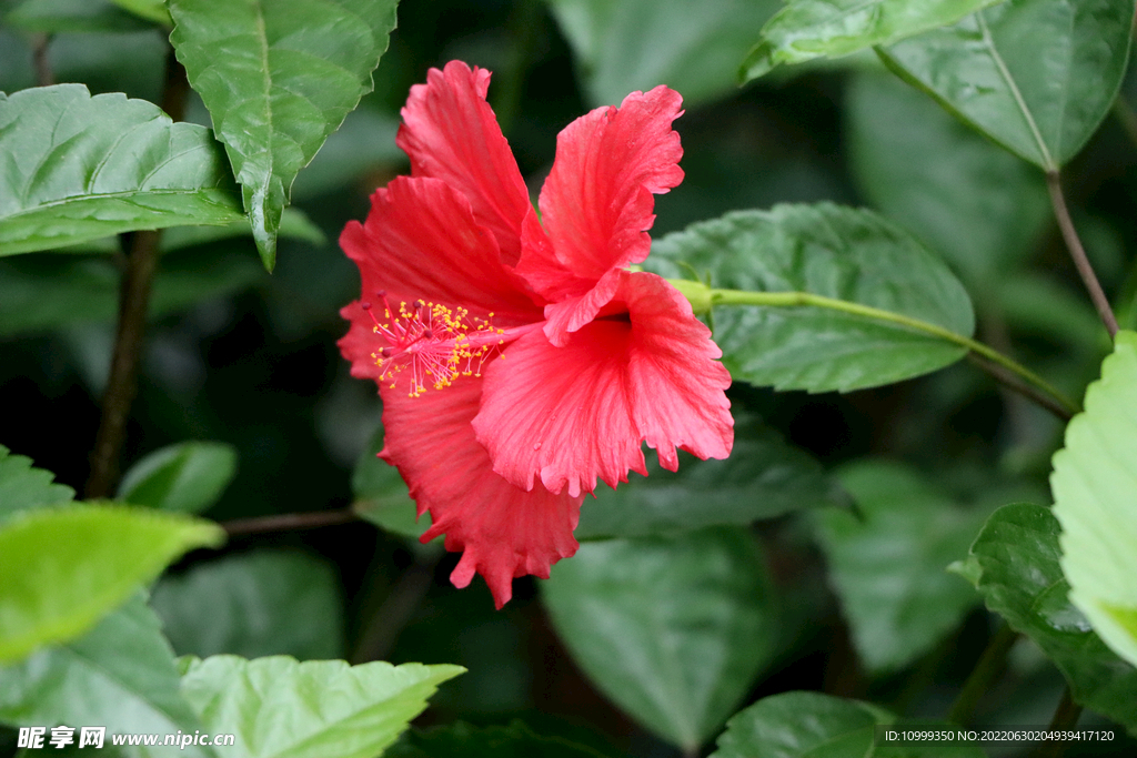 扶桑花