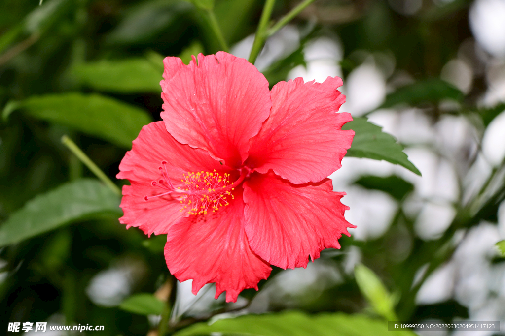 扶桑花