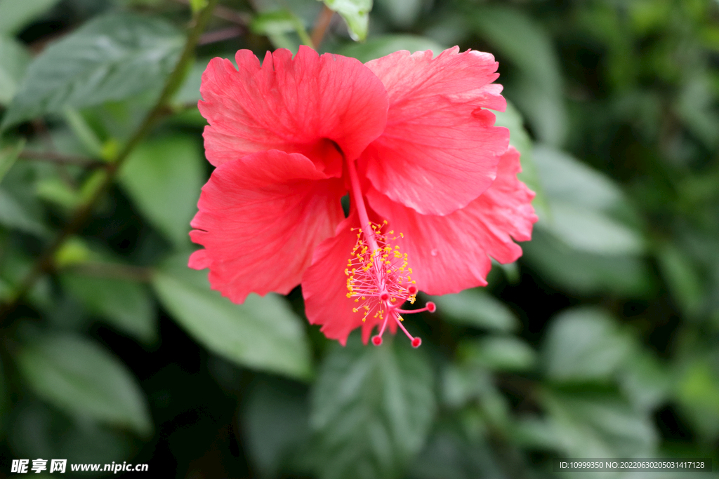 扶桑花