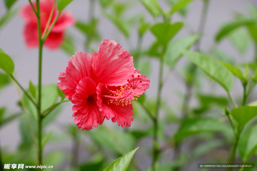 扶桑花
