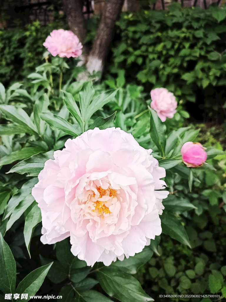 芍药和芍药花苞