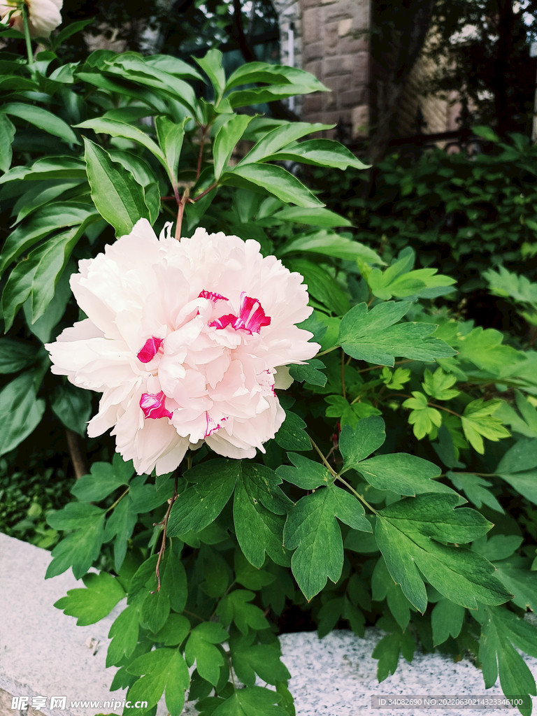 庭院花台里的双色粉色芍药 牡丹