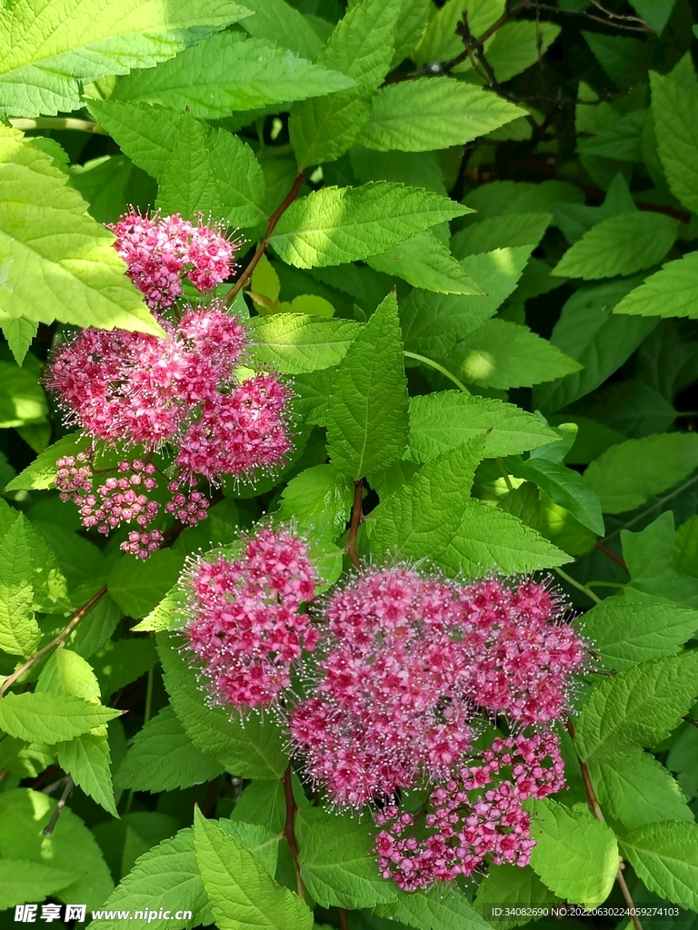 粉花绣线菊