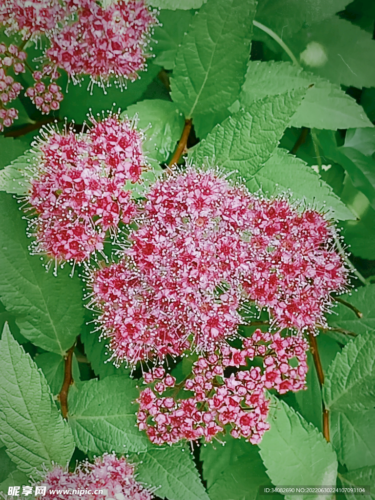 粉花绣线菊