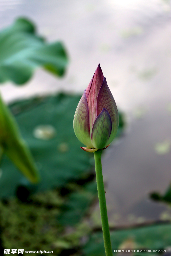 荷花花苞