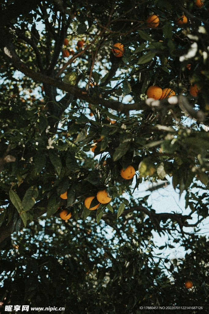 橙子