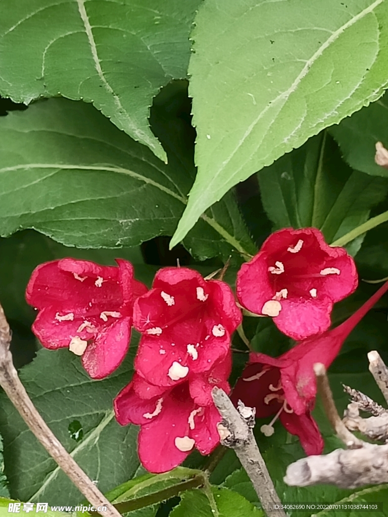 盛开的玫红色锦带花常见绿化灌木