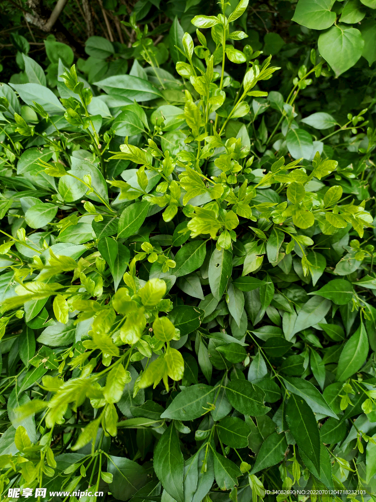 绿荫下的杂乱无章的草丛灌木丛