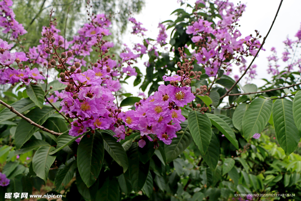 紫薇花