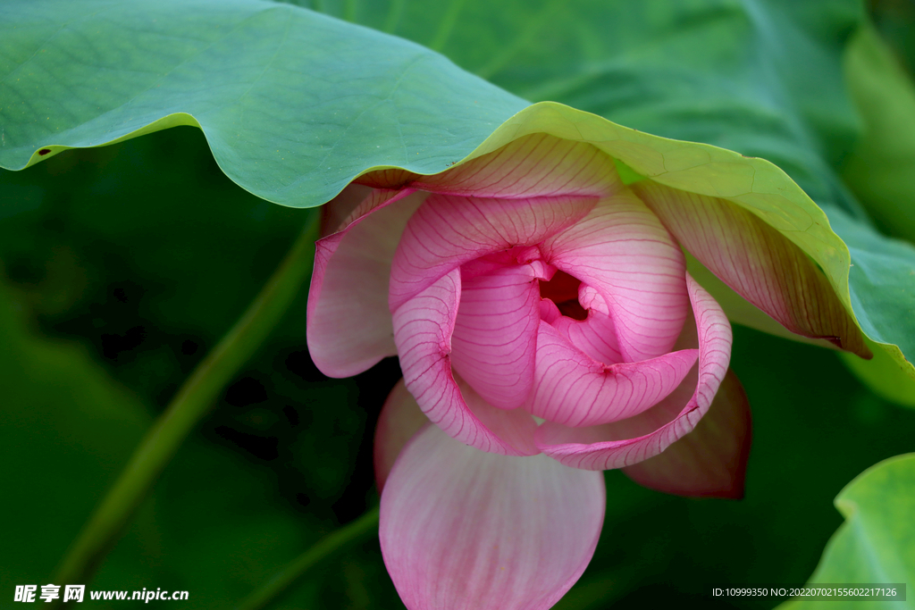  荷 莲 绿 花蕾