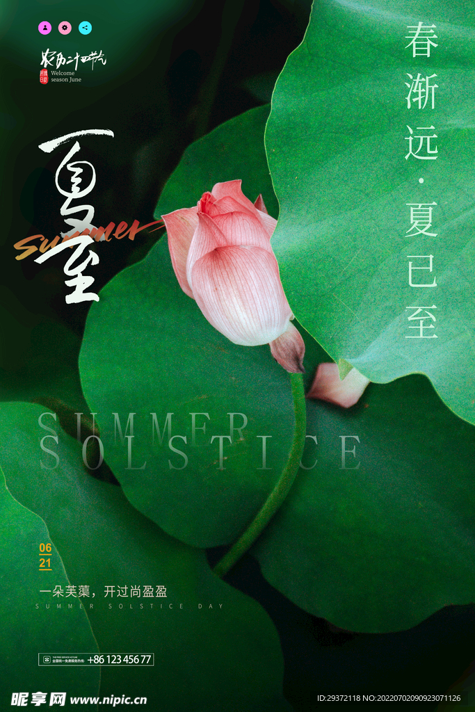 绿色荷花摄影24节气夏至海报